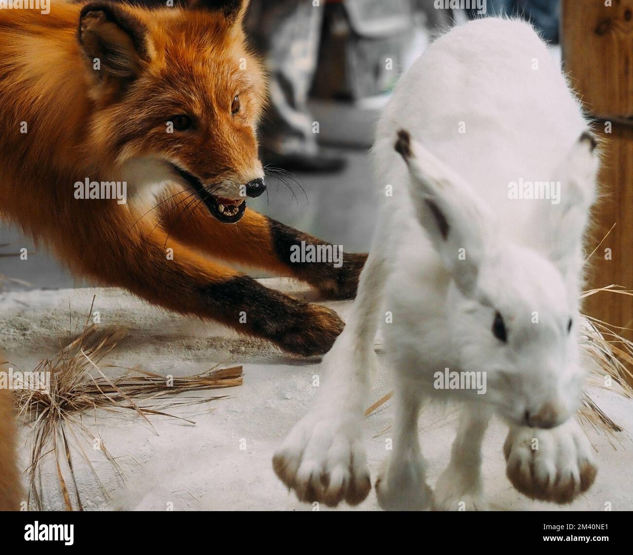 Red fox chasing white hare. Installation or imitation of predator chase. Stuffed animals killed.. Stock Photo