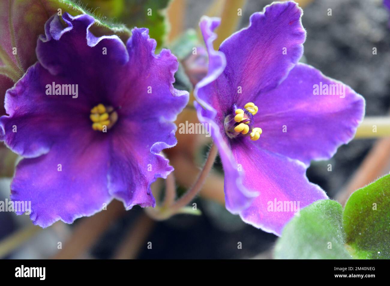 Two Violets Beautiful home flowers, flowering violets with beautiful purple-pink ...