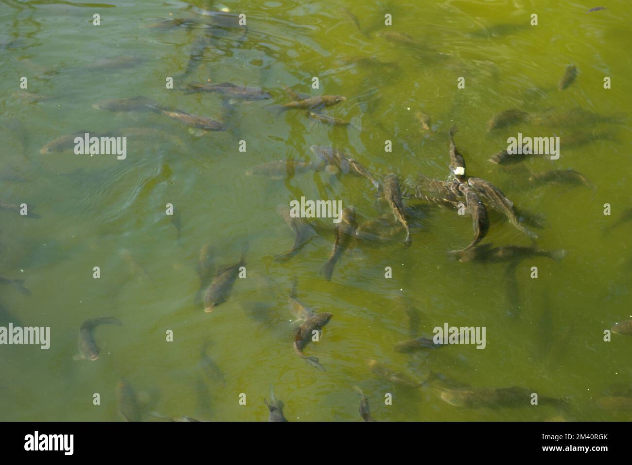 School of fish close to the surface of the water. Lots of fish in the ...