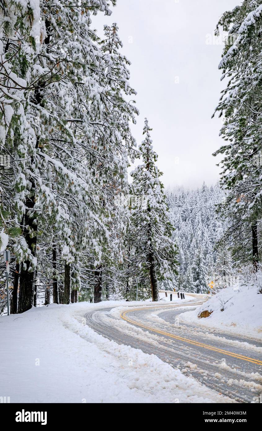 Forest Ranch Snow Road with snow among fir trees in the forest in Northern California ...