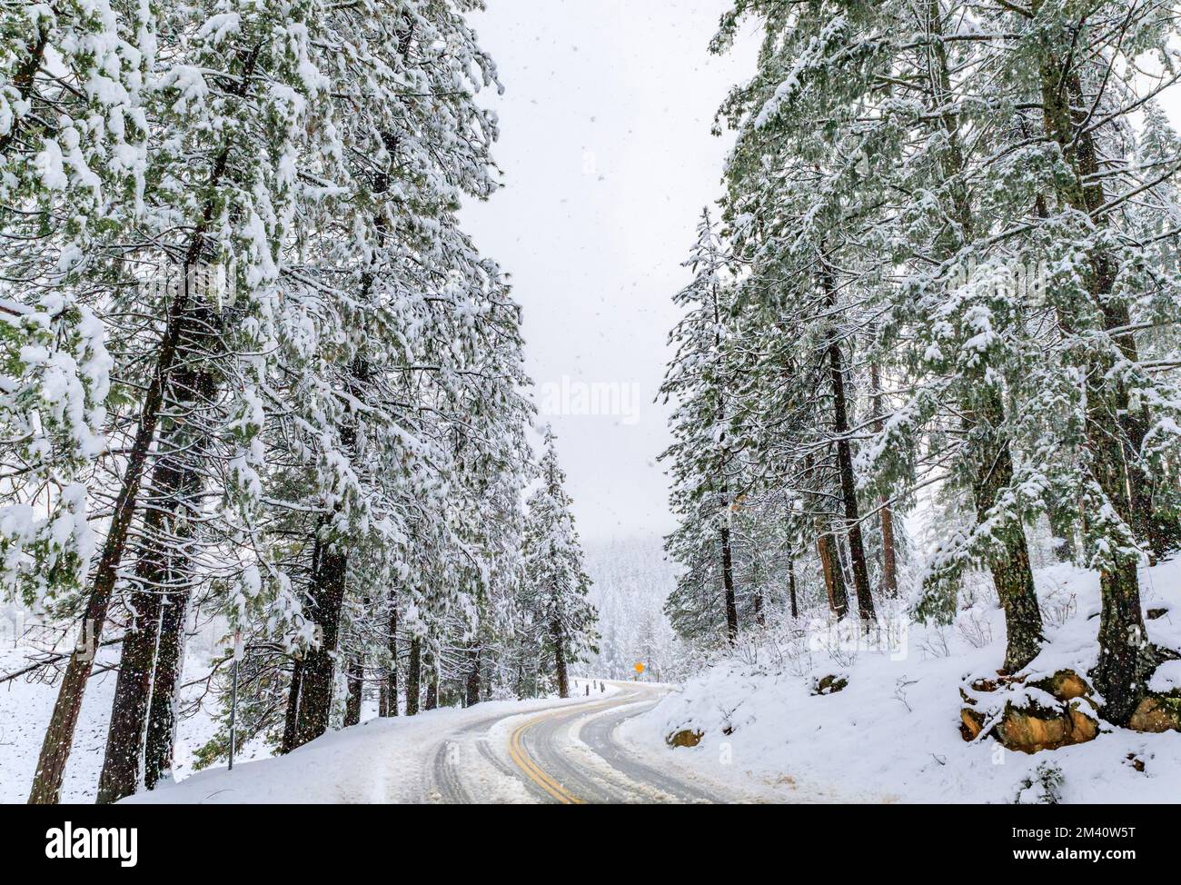 Road with snow among fir trees in the forest in Northern California