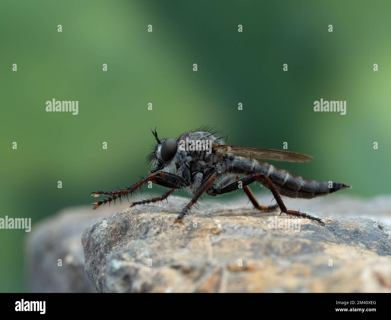 Side view of a pretty female robber fly,  Machimus callidus. This species is a common throughout the mountains and valleys of western North America Stock Photo