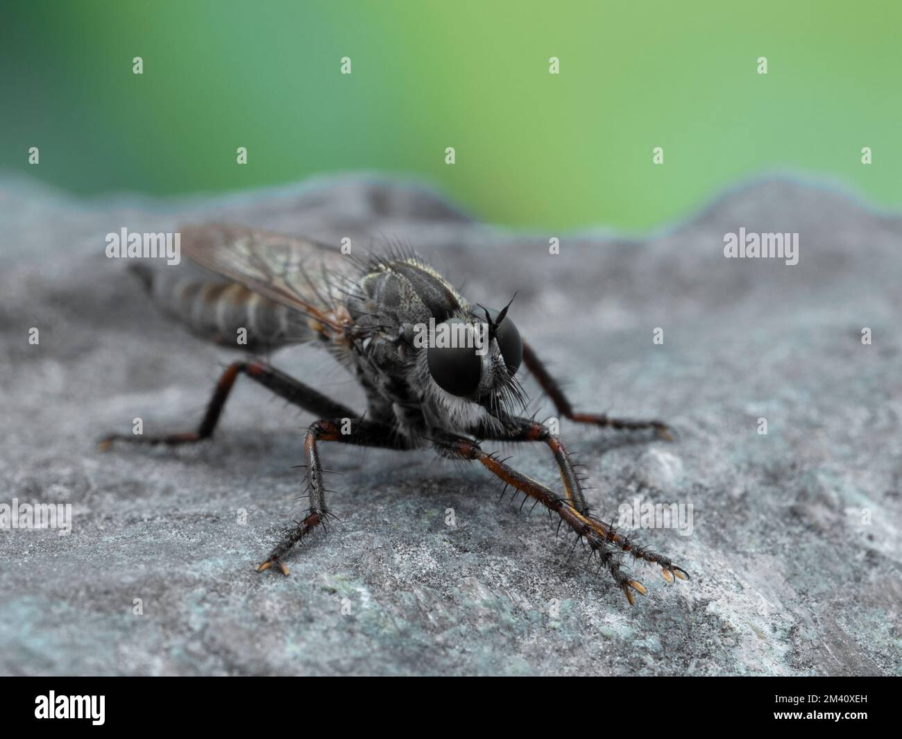 Front view of a female robber fly, Machimus callidus, rubbing its front legs together to clean them Stock Photo