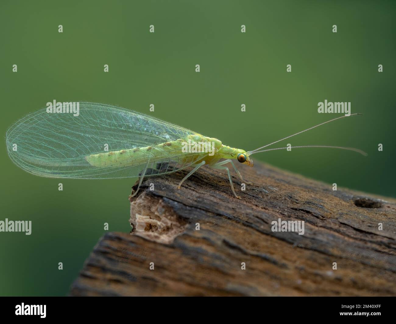 Side view of a pretty green lacewing, family Chrysopidae, resting on a piece of wood Stock Photo