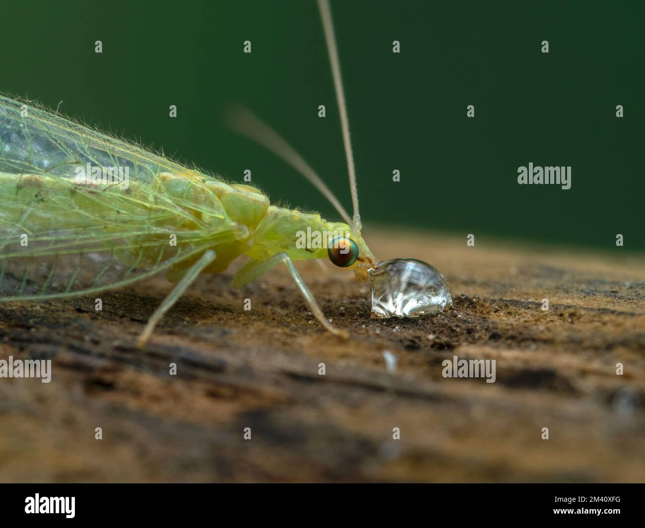 Close-up of image of a pretty green lacewing, family Chrysopidae, drinking a drop of honey Stock Photo