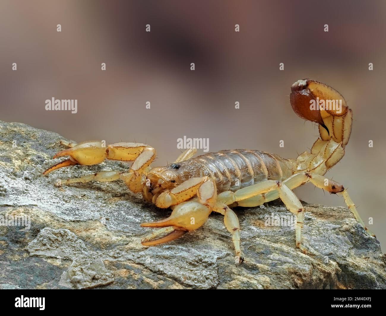 Side view of a colorful Arizona stripe-tailed scorpion, Paravaejovis spinigerus, on rock Stock Photo