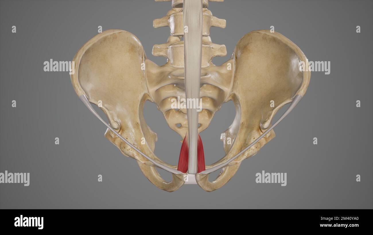 Pyramidalis Stock Photo