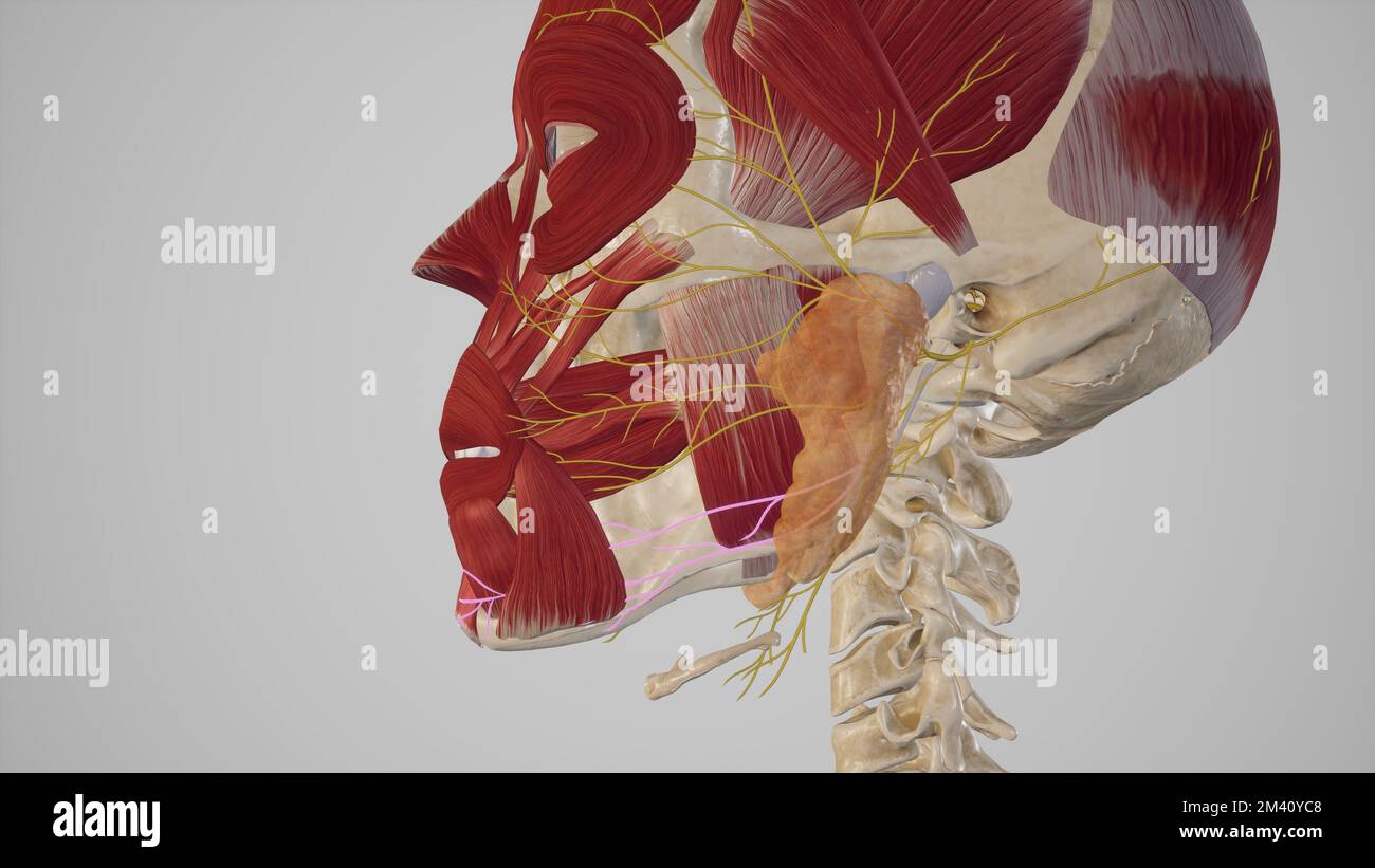 Marginal Mandibular Branch of Fascial Nerve Stock Photo Alamy Marginal Mandibular Branch of Fascial Nerve Stock Photo Alamy