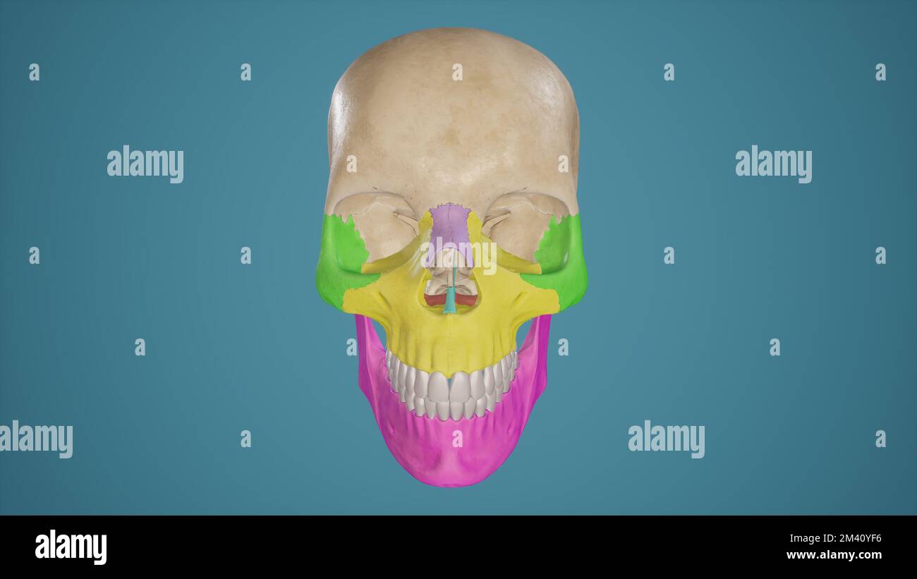 Maxilla mandible hi-res stock photography and images - Alamy