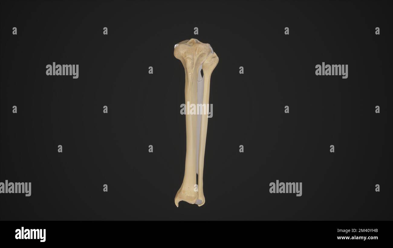 Anatomical Illustration of Left Tibiofibular Joints.3d rendering Stock ...
