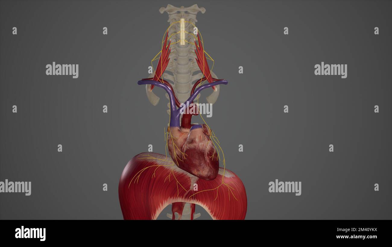 Phrenic Nerves Stock Photo