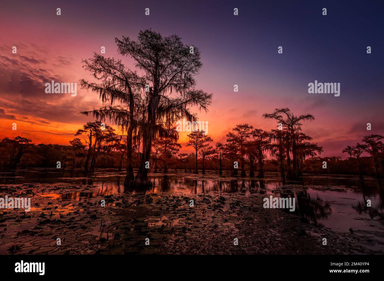 The magical and fairytale like landscape of the Caddo Lake at sunset