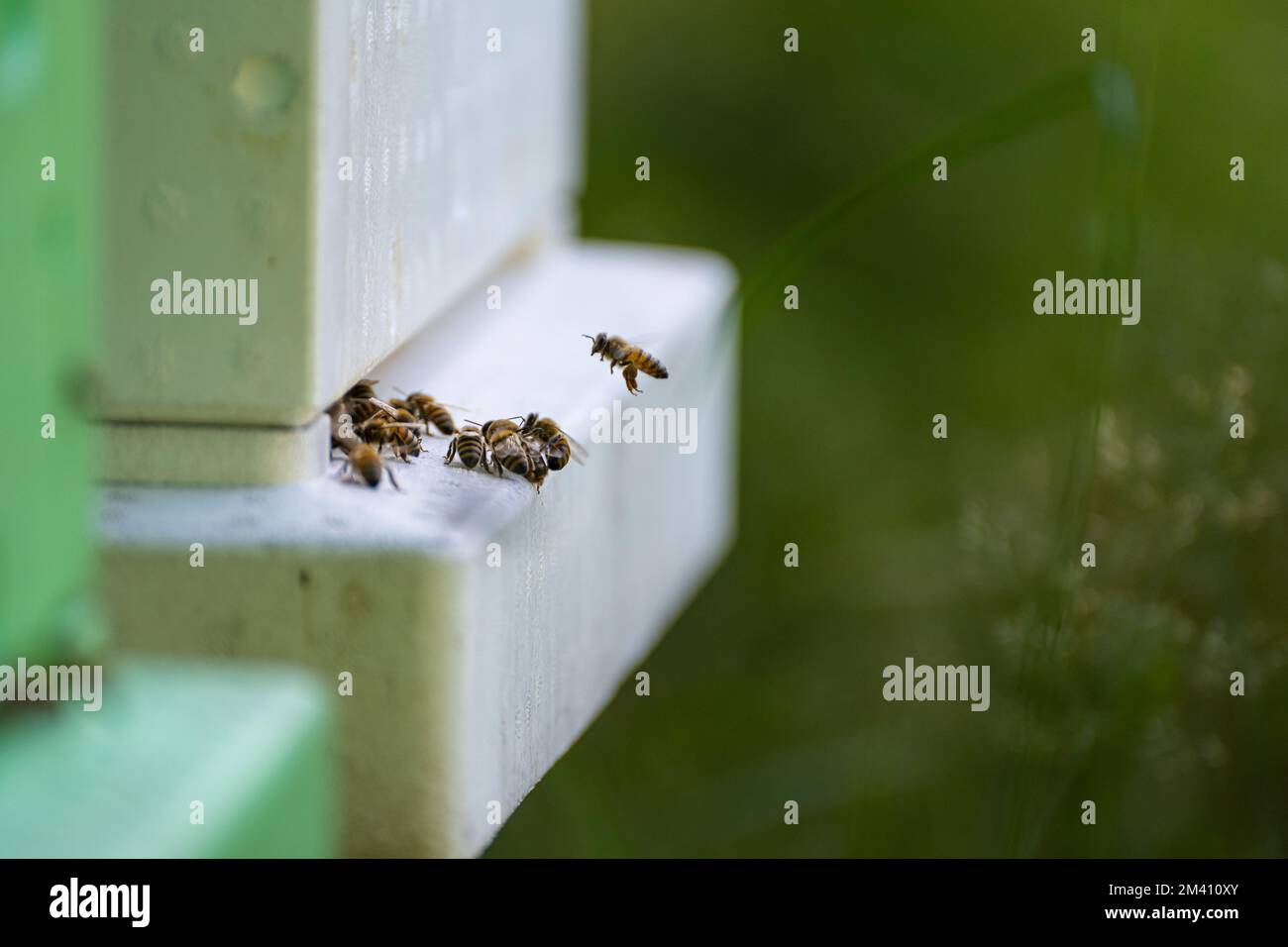 A closeup of a hive of bees perched on a wooden langstroth Stock Photo