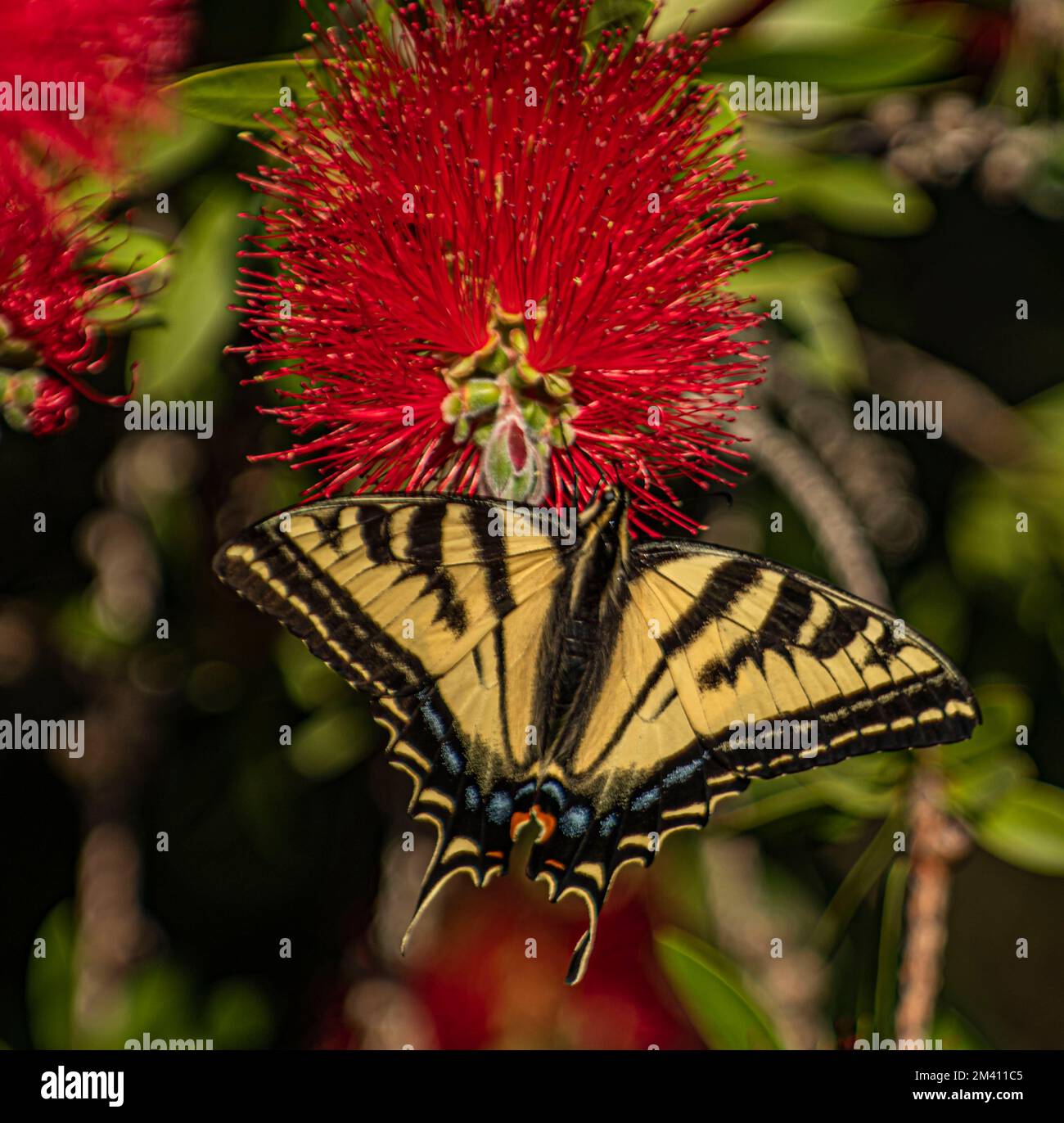 An Anise swallowtail butterfly spreads it's wings Stock Photo