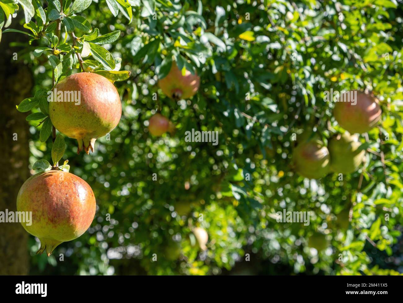 Pomegranate tree and ripe fruits hanging, harvest season. Punica granatum foliage and fruit with red juicy sweet seed Stock Photo