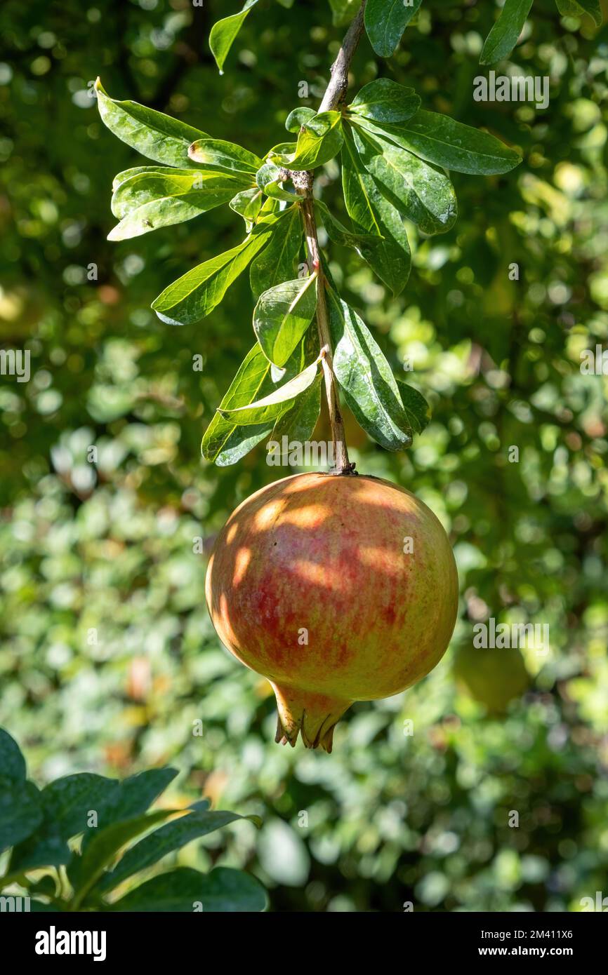 Pomegranate tree and ripe fruit hanging, harvest season. Punica granatum foliage and fruit with red juicy sweet seed Stock Photo