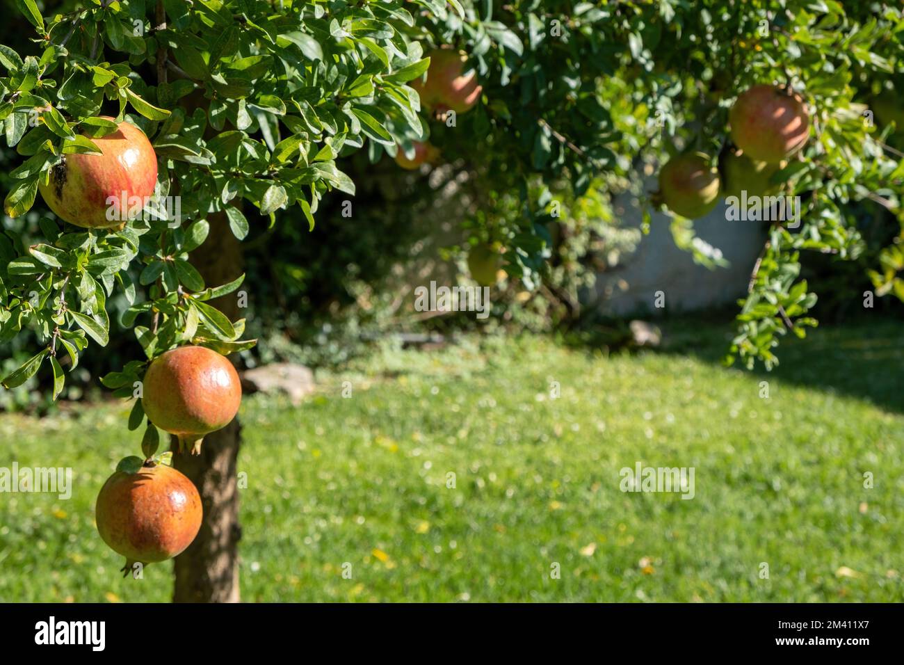 Pomegranate tree and ripe fruits hanging, harvest season. Punica granatum foliage and fruit with red juicy sweet seed Stock Photo