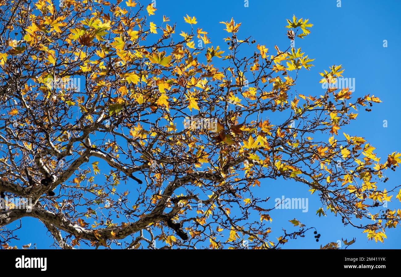 Plane leaf yellow color, maple deciduous tree with fresh and dry falling foliage, autumn flora background. Sunny day, blue sky Stock Photo