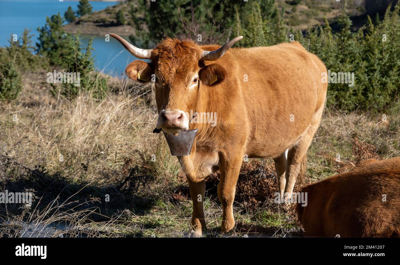 Cows Wearing Cow Bells Looking Sideways, Swiss Alps, Switzerland