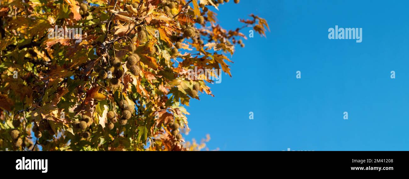 Plane leaf, maple deciduous tree with fresh and dry falling foliage, autumn flora background. Sunny day, blue sky, banner Stock Photo