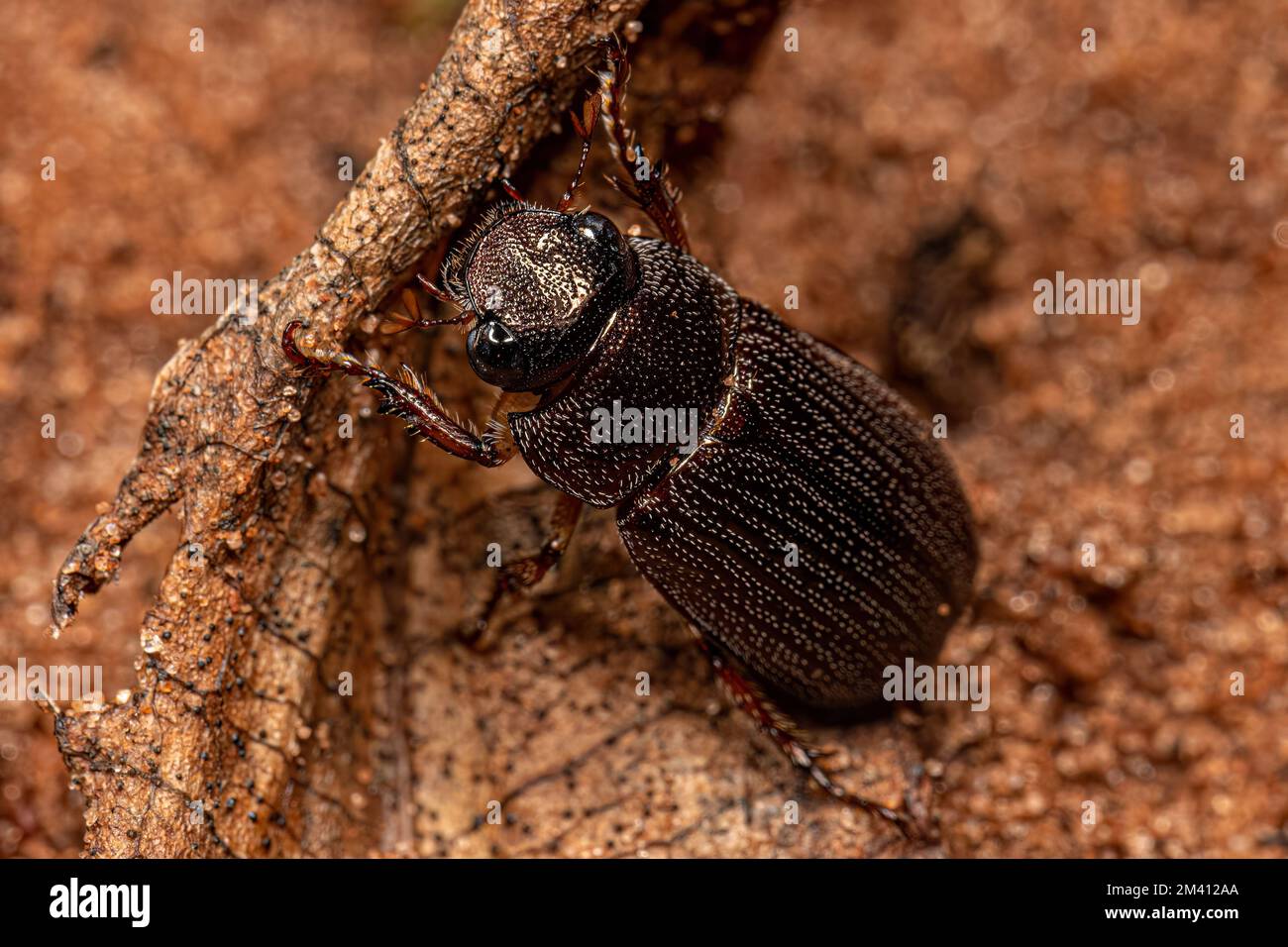 Adult Shining Leaf Chafer Beetle of the Subfamily Rutelinae Stock Photo