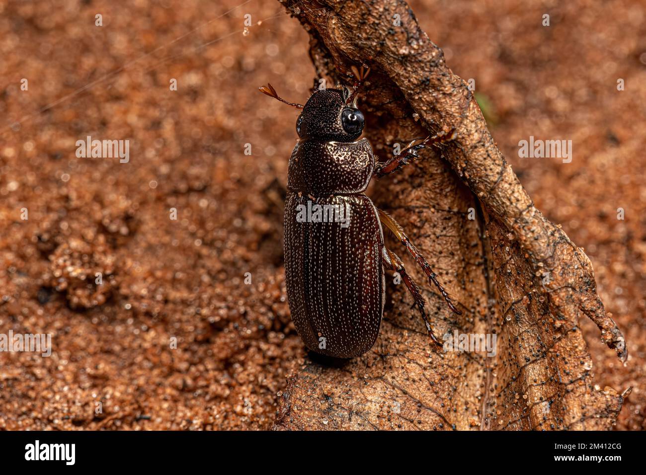 Adult Shining Leaf Chafer Beetle of the Subfamily Rutelinae Stock Photo