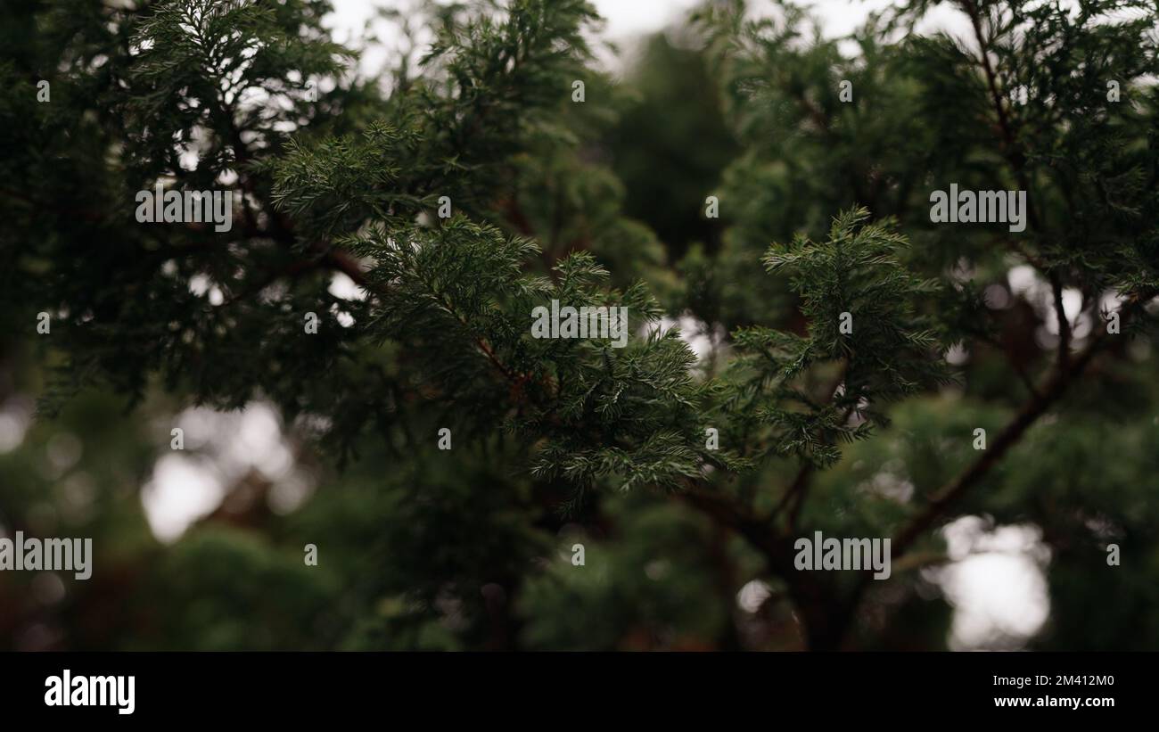 green branches of pine close up, wide photo Stock Photo - Alamy