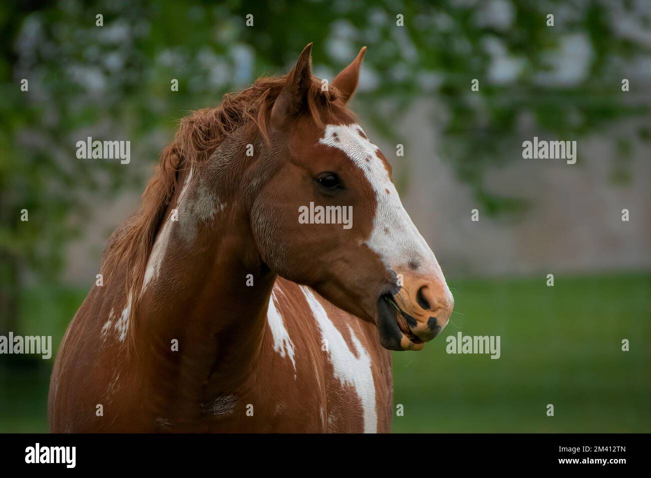 A beautiful brown horse in the green field Stock Photo - Alamy