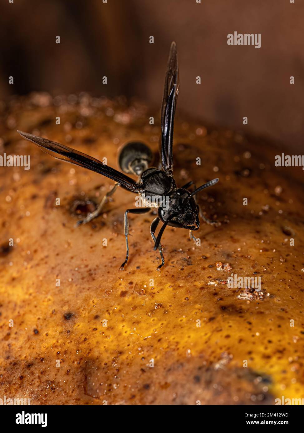 Adult Paper Wasp of the species Polybia ignobilis Stock Photo Alamy