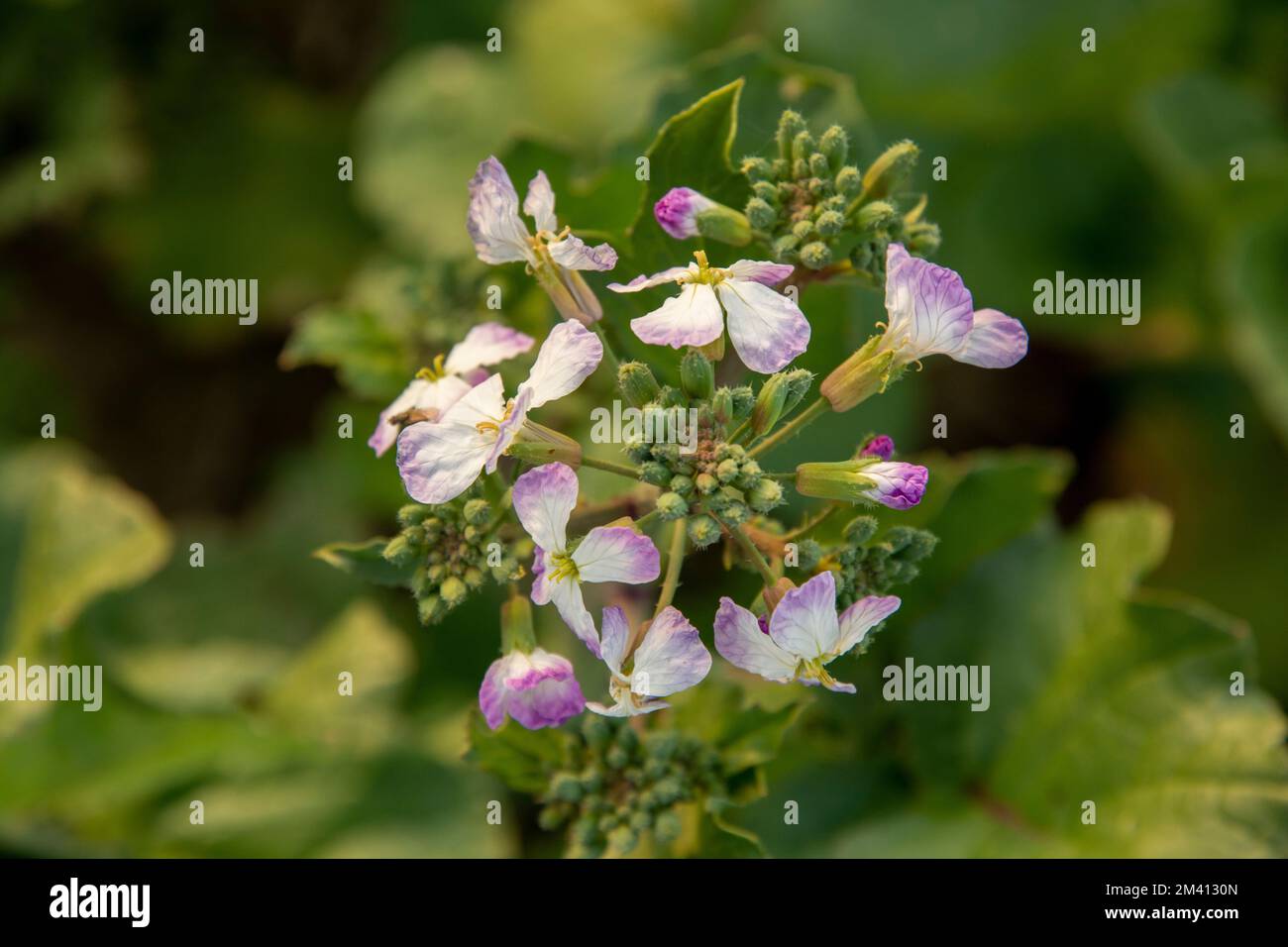 Raphanus raphanistrum flowers.Plant is also known as wild radish, white charlock or jointed charlock . Stock Photo