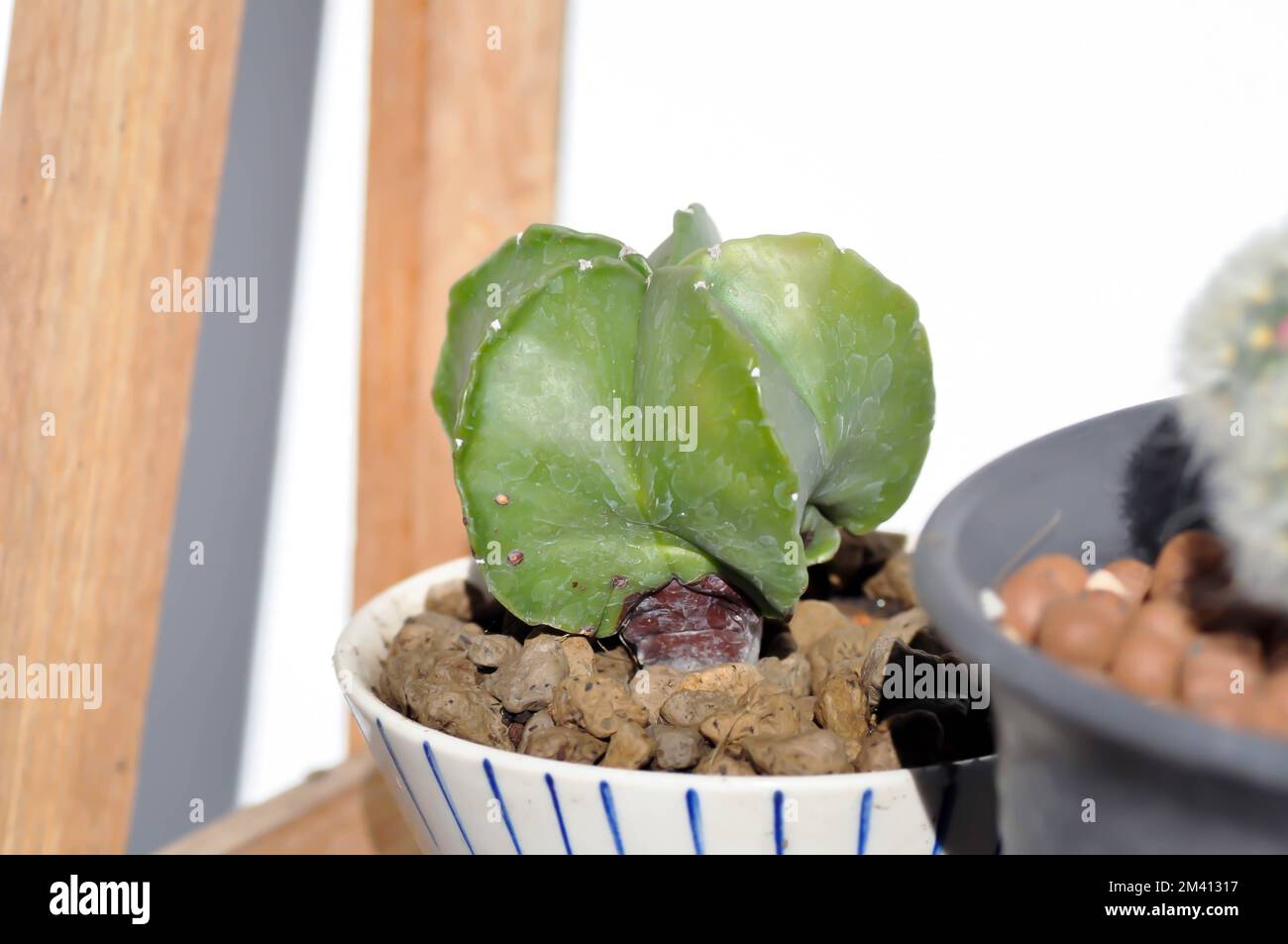 Astrophytum myriostigma, astrophytum myriostigma nudum or astrophytum myriostigma var nudum or cactus or succulent plant Stock Photo