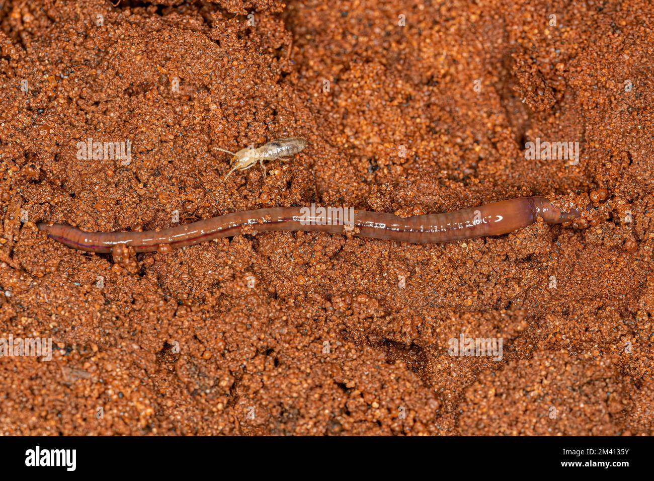 Bait earthworm hi-res stock photography and images - Page 4 - Alamy