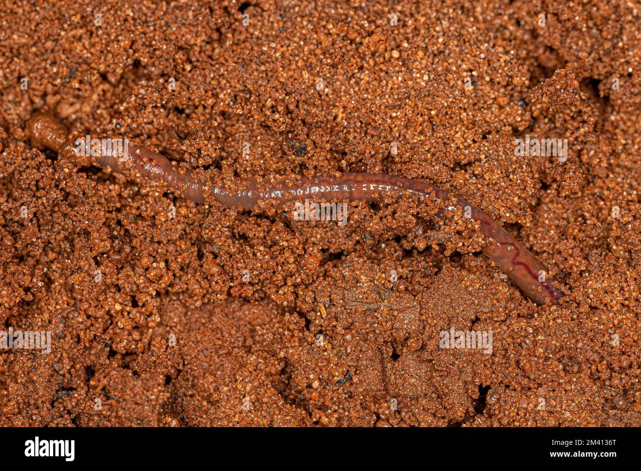 Small Earthworm Arthropod of the Subclass Oligochaeta Stock Photo
