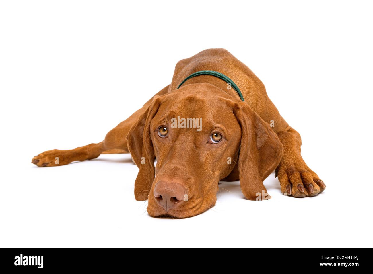Beautiful hungarian vizsla dog full body studio portrait. Dog lying