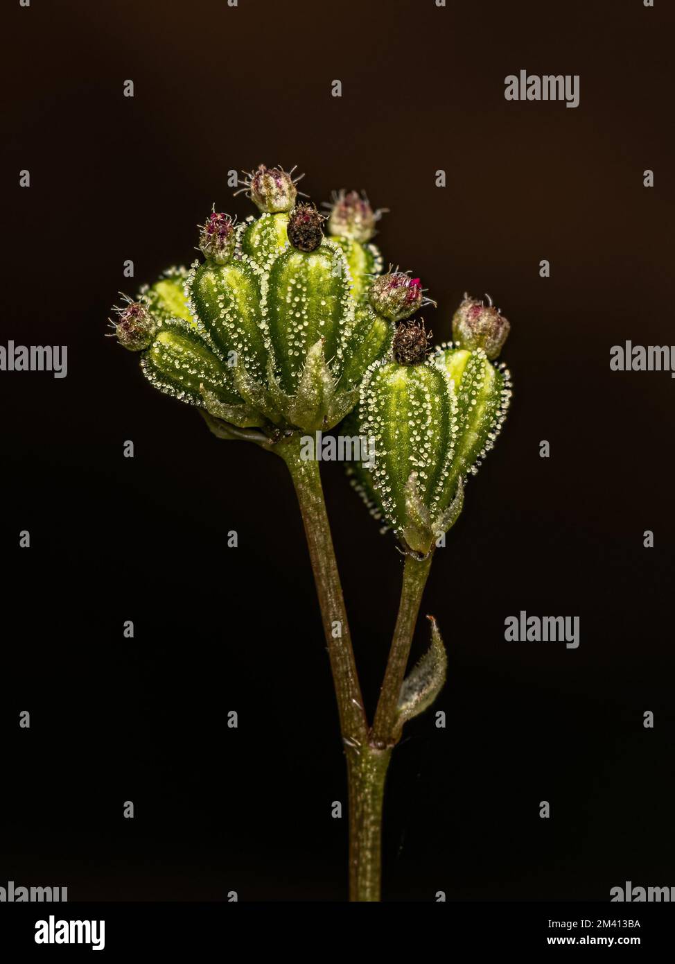 Small Spiderling Plant of the Genus Boerhavia Stock Photo