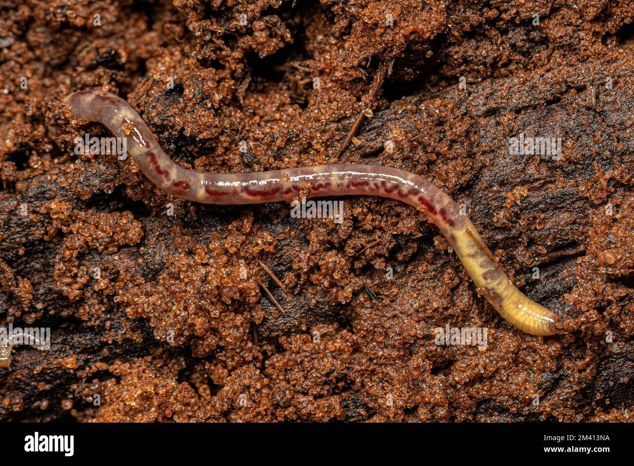https://c8.alamy.com/comp/2M413NA/small-earthworm-arthropod-of-the-subclass-oligochaeta-2M413NA.jpg