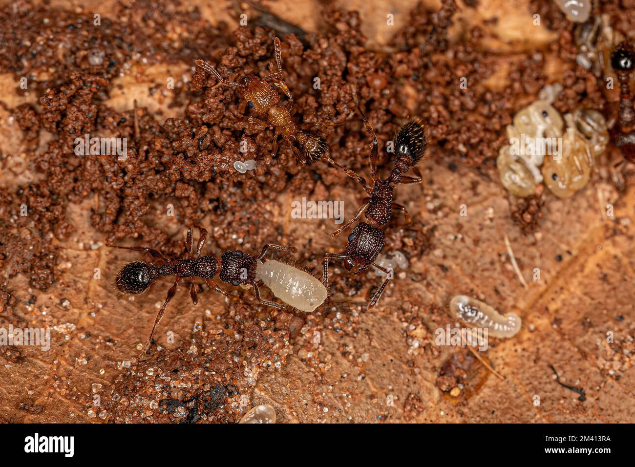 Adult Bicolored Pennant Ants of the species Tetramorium bicarinatum with larvas Stock Photo