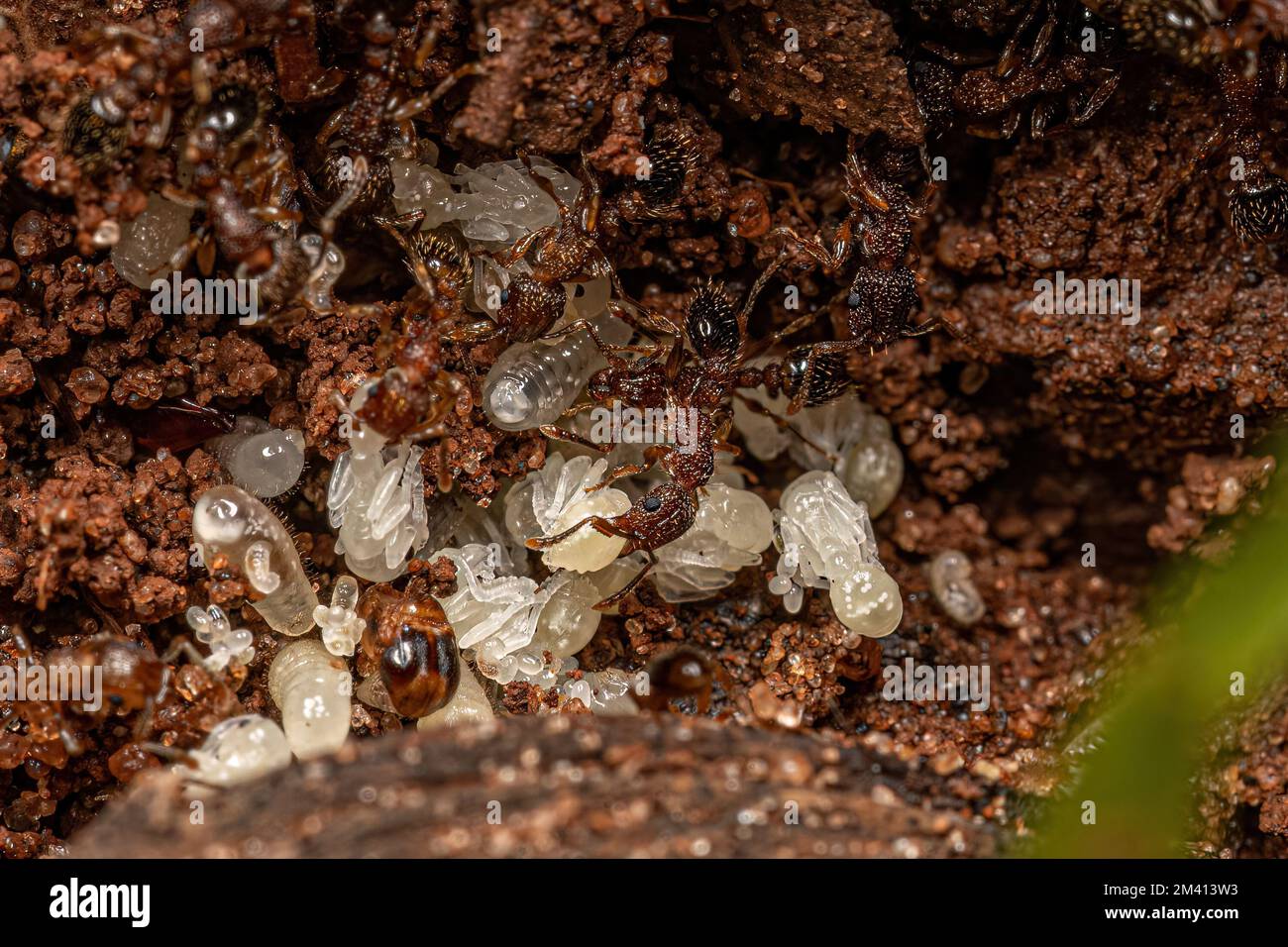 Adult Bicolored Pennant Ants of the species Tetramorium bicarinatum with larvas Stock Photo