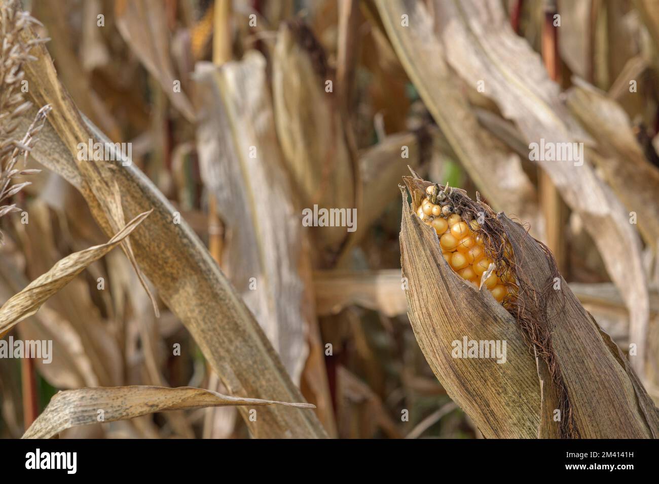 Stalks alternative energy hires stock photography