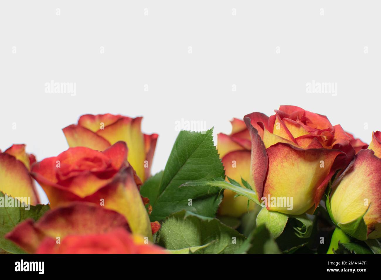 fresh bouquet of roses on white background Stock Photo - Alamy