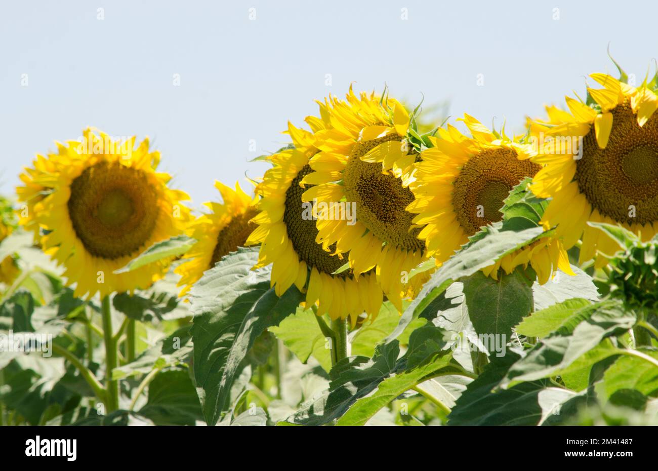 A closeup of sunflowers growing in a field on a sunny day Stock Photo ...