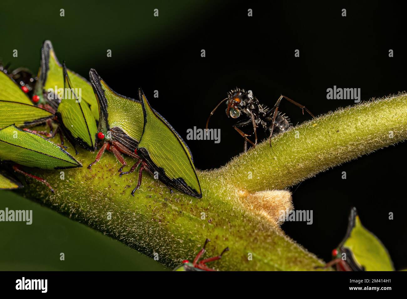 Adult Buffalo Treehopper of the genus Notogonioides Stock Photo - Alamy
