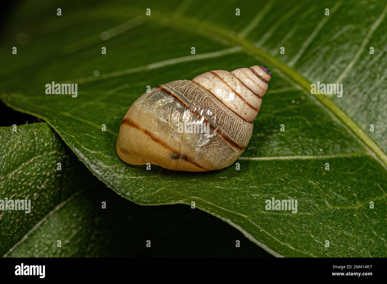 White Helicinan Snail of the Genus Drymaeus Stock Photo Alamy