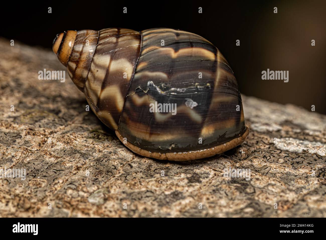 Common Land Snail of the Genus Corona Stock Photo