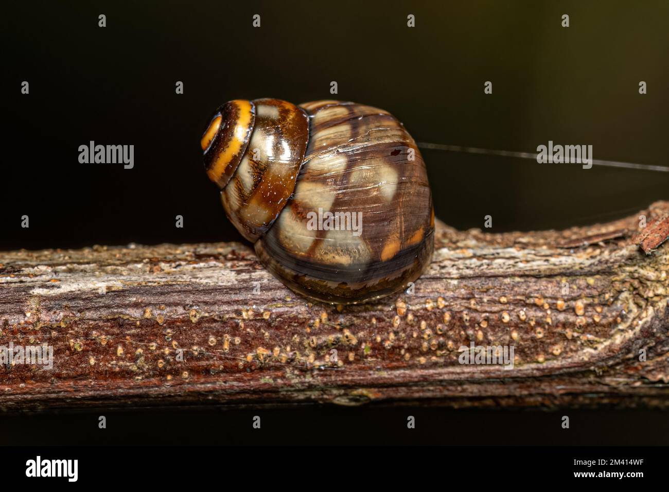 Common Land Snail of the Genus Corona Stock Photo