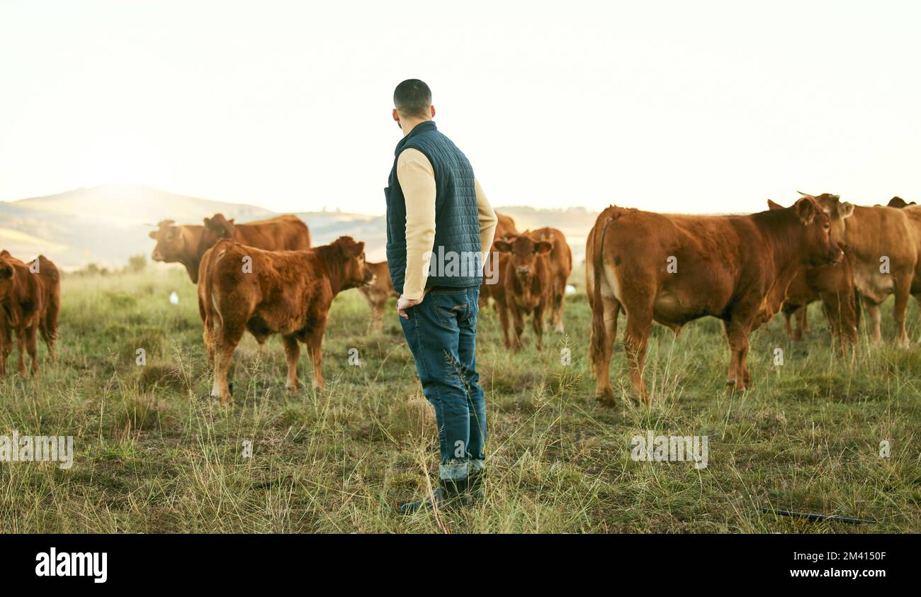 Farmer, man and cattle farm with animal walk, relax and feeding on grass field, agriculture and nature. Farm, mexican man and livestock farming in Stock Photo