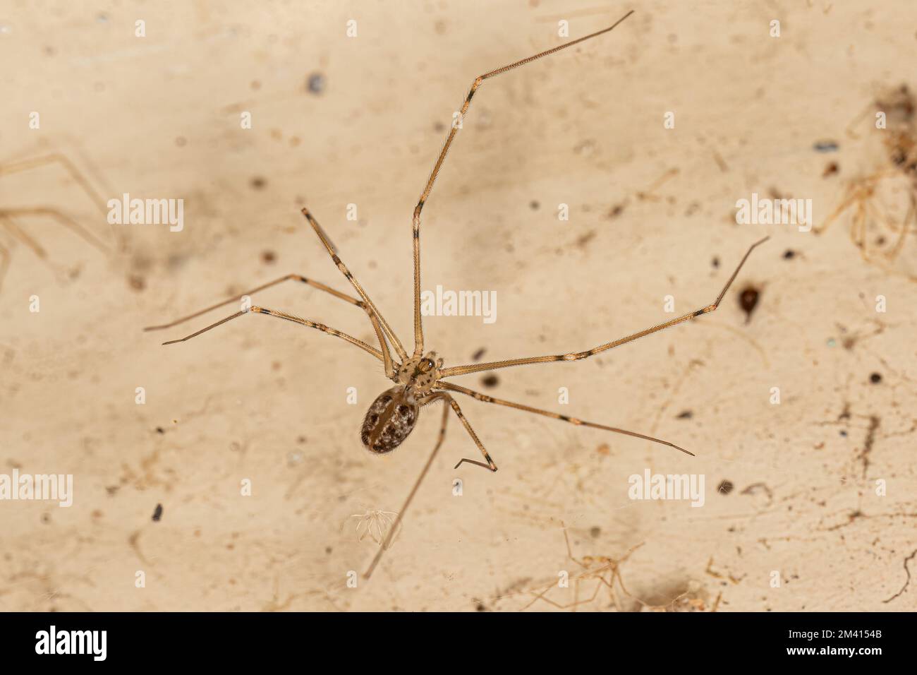 Small Short bodied Cellar Spider of the species Physocyclus globosus Stock Photo