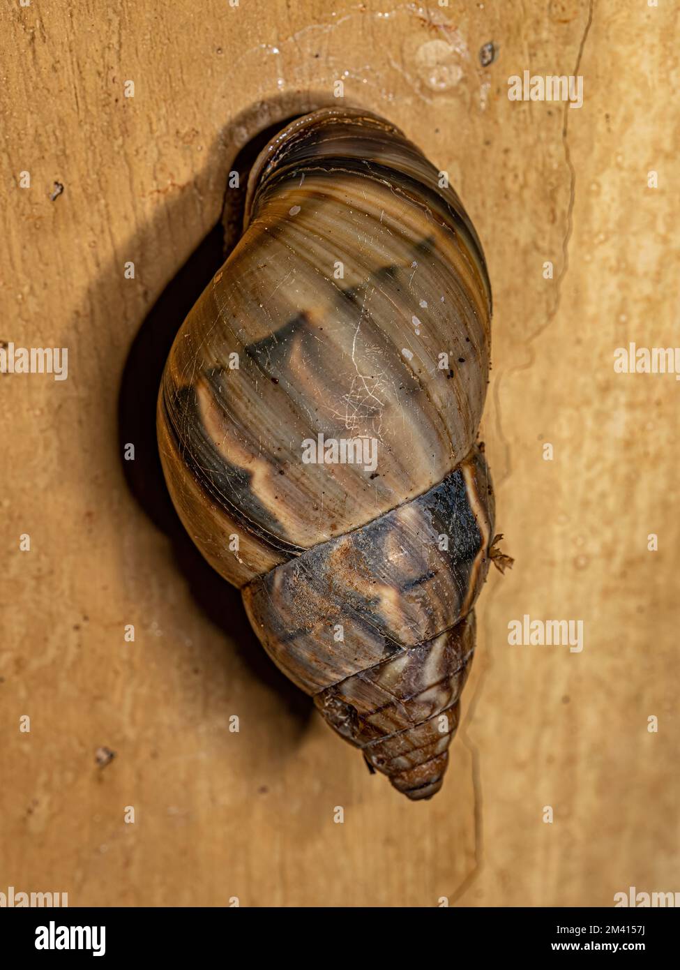 Common Land Snail of the Genus Corona Stock Photo Alamy