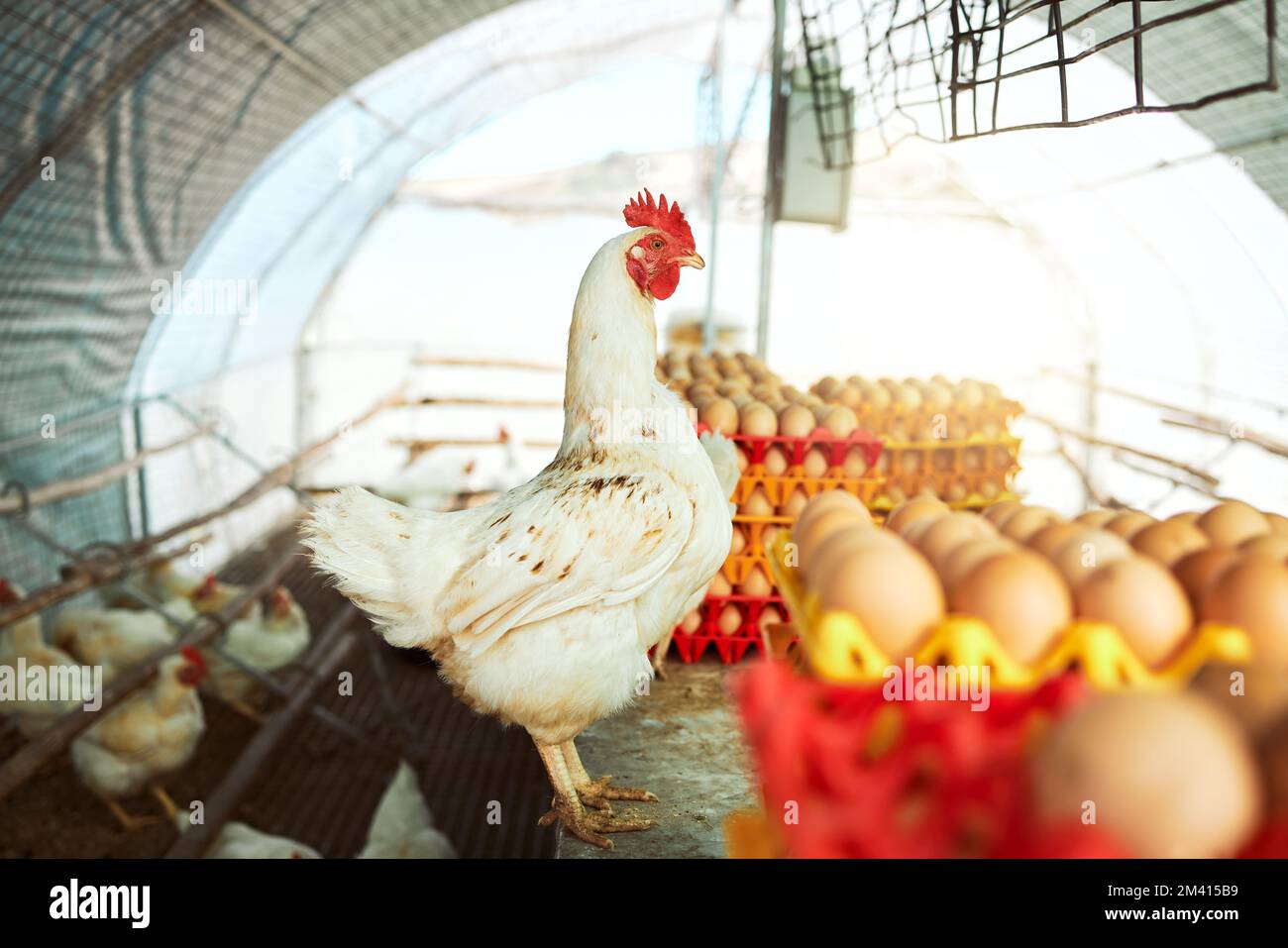 Farm, chicken and eggs for sustainability, farming and production