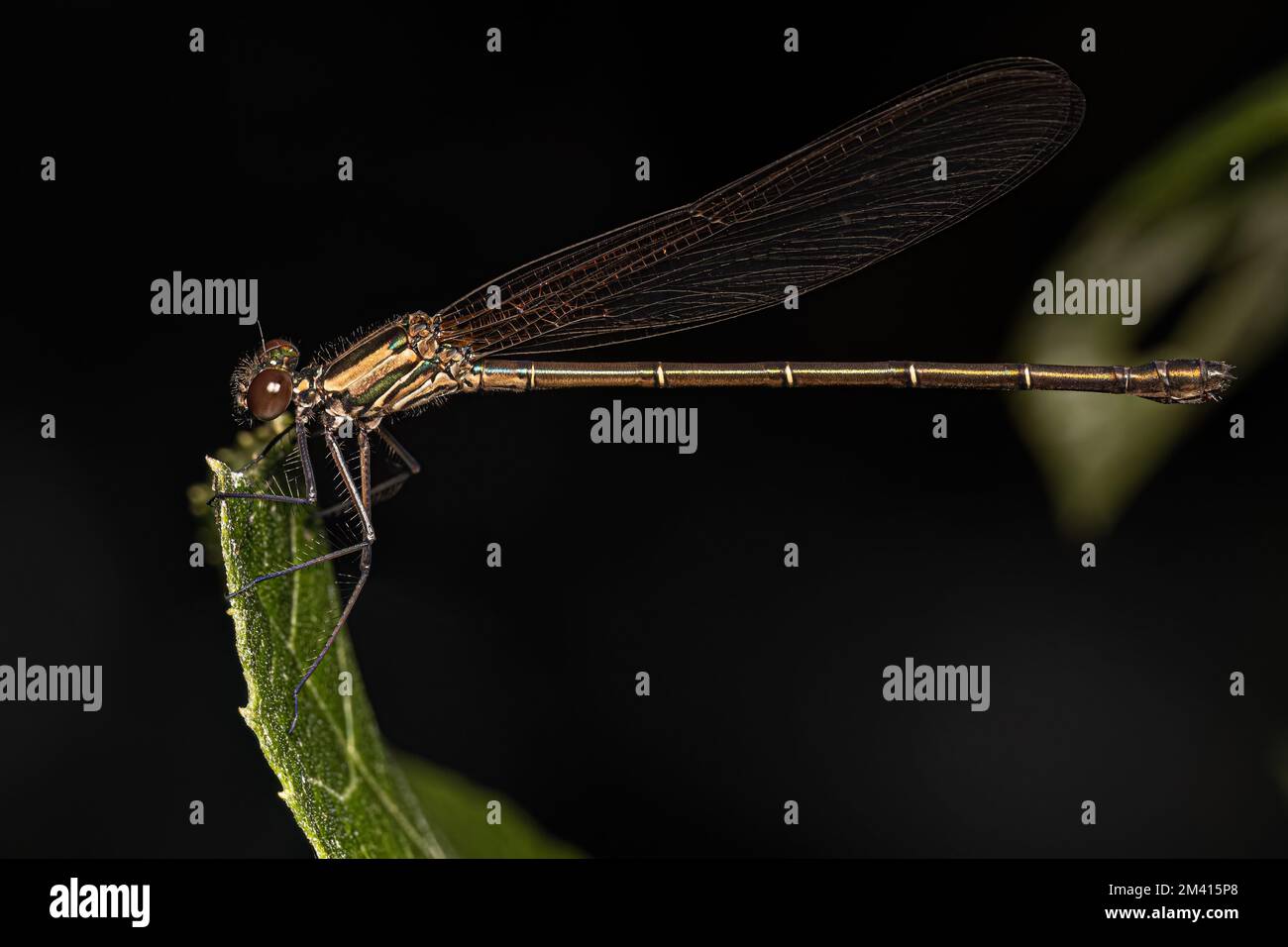 Adult Broad-winged Damselfly of the Family Calopterygidae Stock Photo